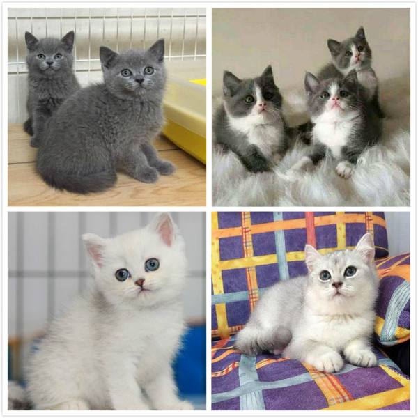 2至6月幼猫喂养方法(幼猫喂养指南) 2至6月幼猫喂养方法(幼猫喂养指南)