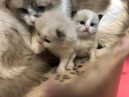 2至6月幼猫喂养方法(幼猫喂养指南) 2至6月幼猫喂养方法(幼猫喂养指南)