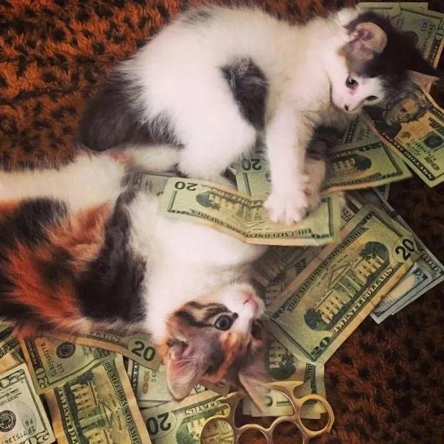 520，作为一只单身喵，有它真香！