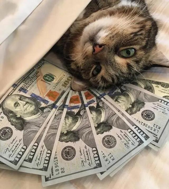 520，作为一只单身喵，有它真香！