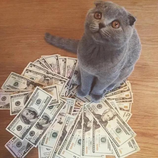 520，作为一只单身喵，有它真香！