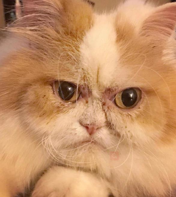 看看最新网红愤怒猫