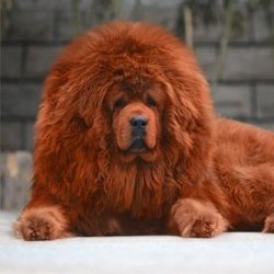 家养藏獒好不好？这些细节要注意