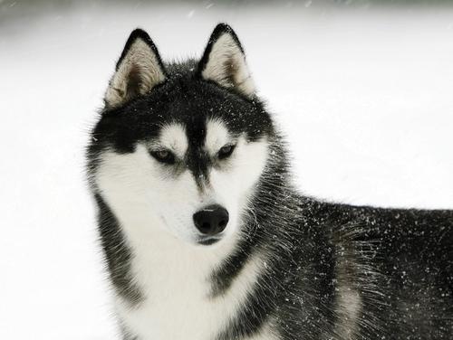 哈士奇有哪些特点