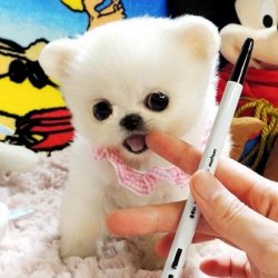 家养萨摩耶好不好？萨摩耶有哪些特点