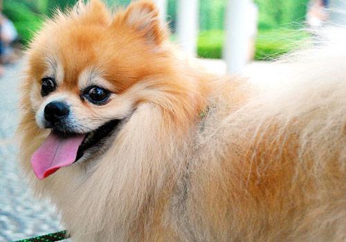 狗狗为什么喜欢老是叫