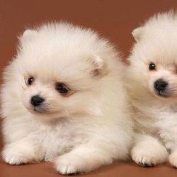 小型犬都有哪些？来看看这几种