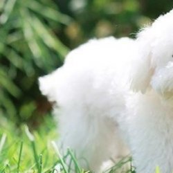 大白熊犬一般能长多大？带你一起来看看