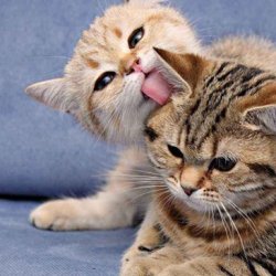 <b>怎样训练布偶猫比较有效？</b>