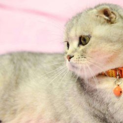 怎么训练猫咪？详解调教猫需要的生理基础