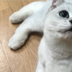 如何训练猫咪听话？要注意什么事项？