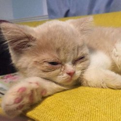 怎样训练猫咪使用马桶？有什么技巧？