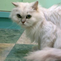 怎样训练小猫在固定地方大小便？