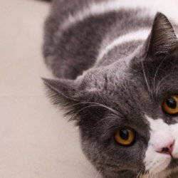 宠物猫怎么训练？要注意什么事项？