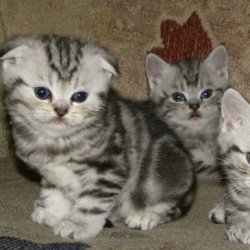 怎么训练猫咪正确使用马桶？