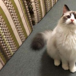 怎么训练猫咪为你叼东西？