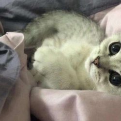 如何训练猫咪大小便？