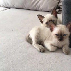 怎样训练猫咪游泳？