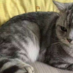 这样训练缅甸猫用马桶，既简单又有趣