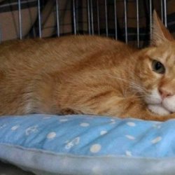 如何训练孟买猫用猫砂？