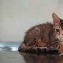 怎么训练孟买猫使用猫砂？