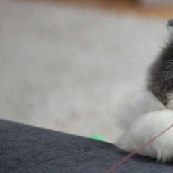 怎样训练小猫咪使用猫砂？