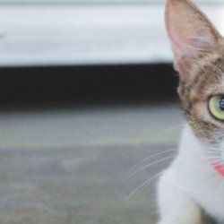 宠物猫之美国刚毛猫品种介绍