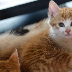 宠物猫之喜马拉雅猫品种介绍