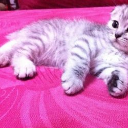 宠物猫之索马里猫品种介绍