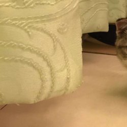 宠物猫之缅甸猫品种介绍