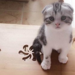 宠物猫之马恩岛猫品种介绍