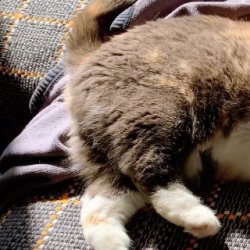 宠物猫之东奇尼猫品种介绍