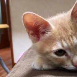 宠物猫之加拿大无毛猫（斯芬克斯猫）品种介绍