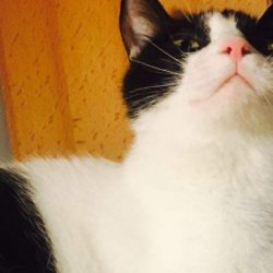 宠物猫之布偶猫品种介绍