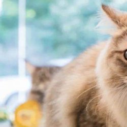 宠物猫之孟买猫品种介绍