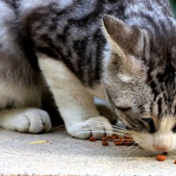 宠物猫之暹罗猫品种介绍