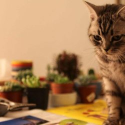 宠物猫之俄罗斯蓝猫品种介绍